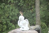 chipmunk being still as a statue